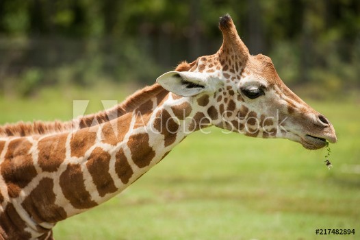 Picture of Giraffe profile